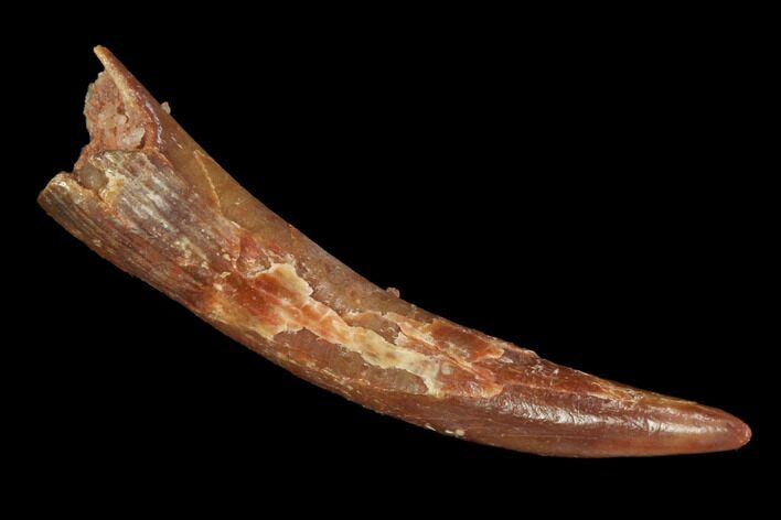 Pterosaur (Siroccopteryx) Tooth - Morocco #94149